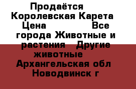 Продаётся!     Королевская Карета › Цена ­ 300 000 - Все города Животные и растения » Другие животные   . Архангельская обл.,Новодвинск г.